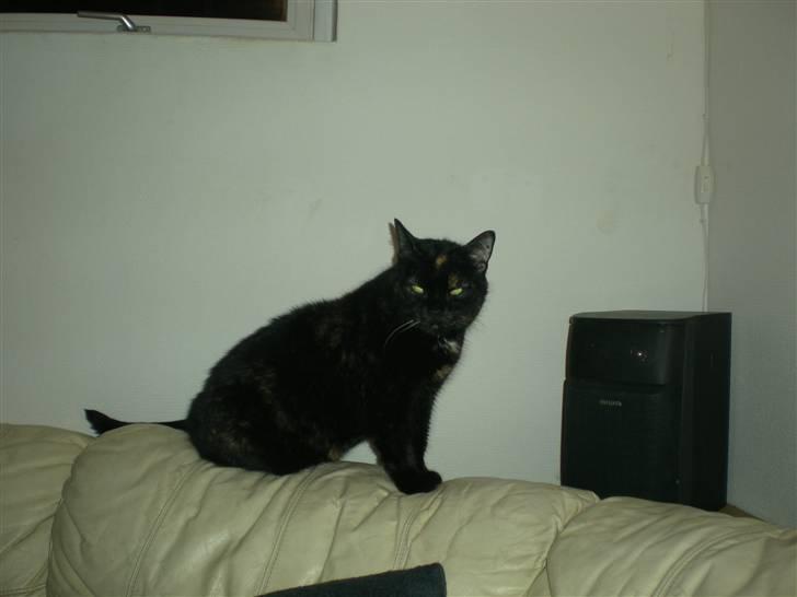 Blanding af racer plet - hejsa jeg elsker musik spin spin billede 6