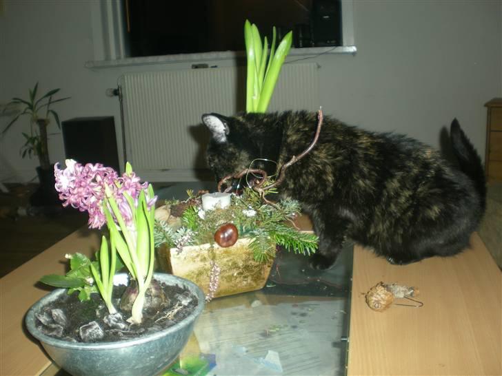 Blanding af racer plet - jeg er en sund kat jeg spisser grønt mums  billede 7