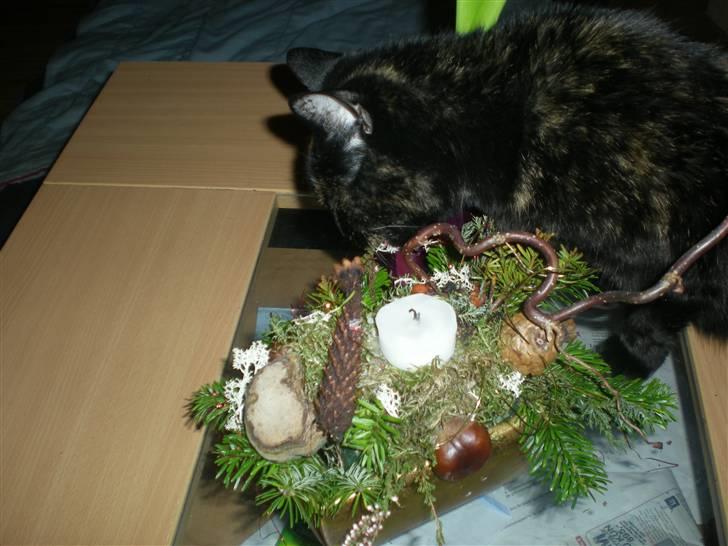 Blanding af racer plet - jeg skal lige smage på den her gnaske gnaske billede 8