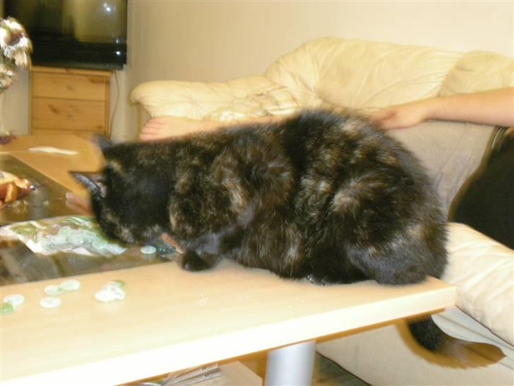 Blanding af racer plet - de dufter godt du må ikke få nogen grrrrrr der er mine mine billede 10