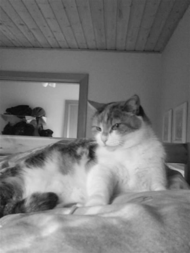 Huskat Misse billede 12