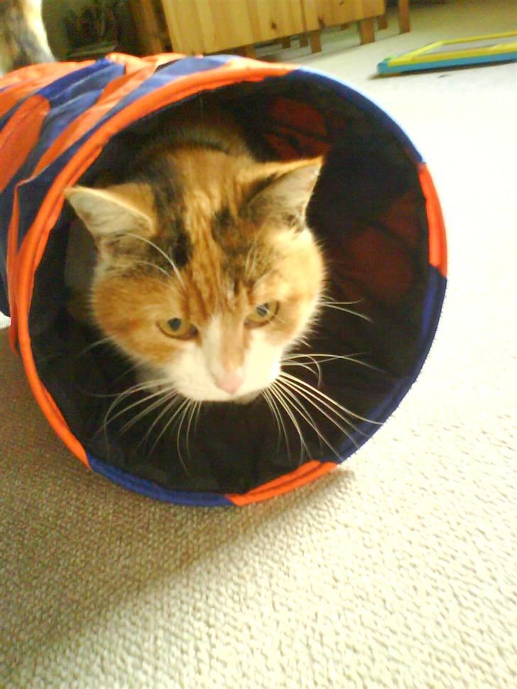 Huskat Misse billede 13