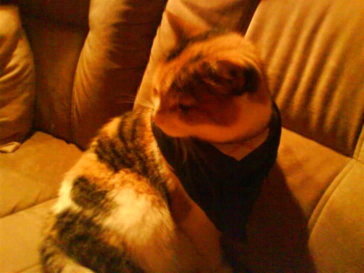 Huskat Misse billede 14