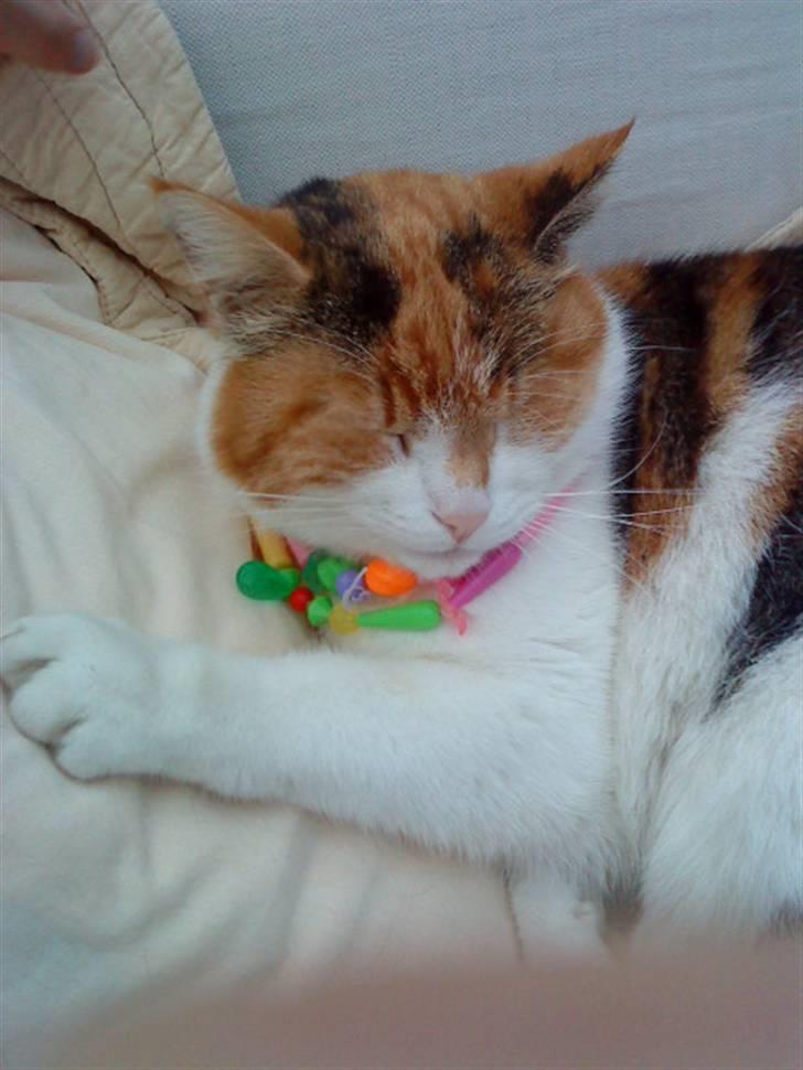 Huskat Misse billede 15