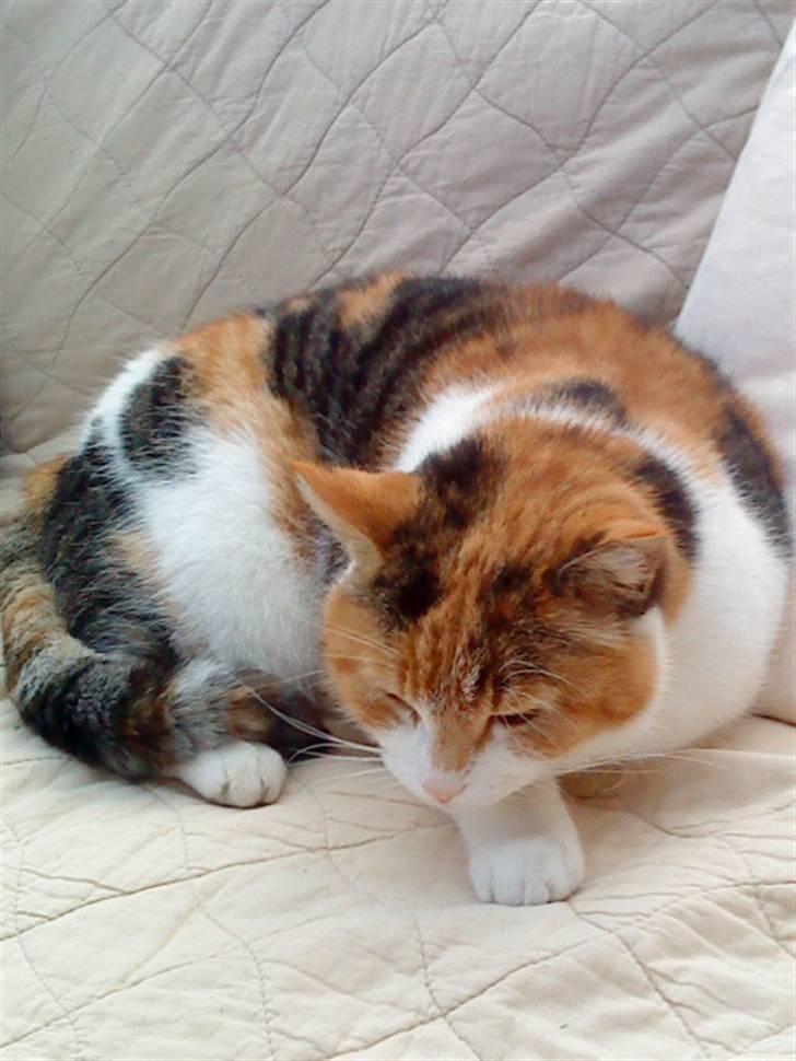 Huskat Misse billede 16