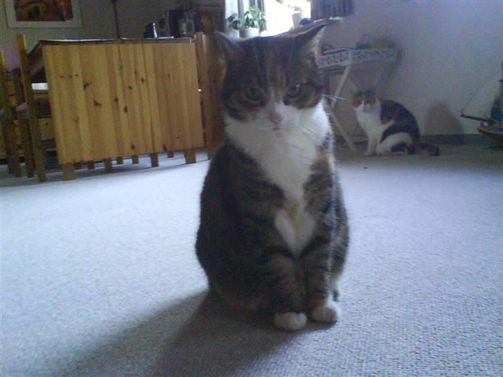 Huskat Mille billede 12