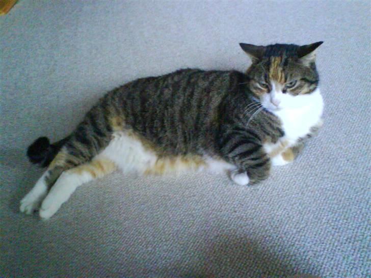 Huskat Mille billede 13