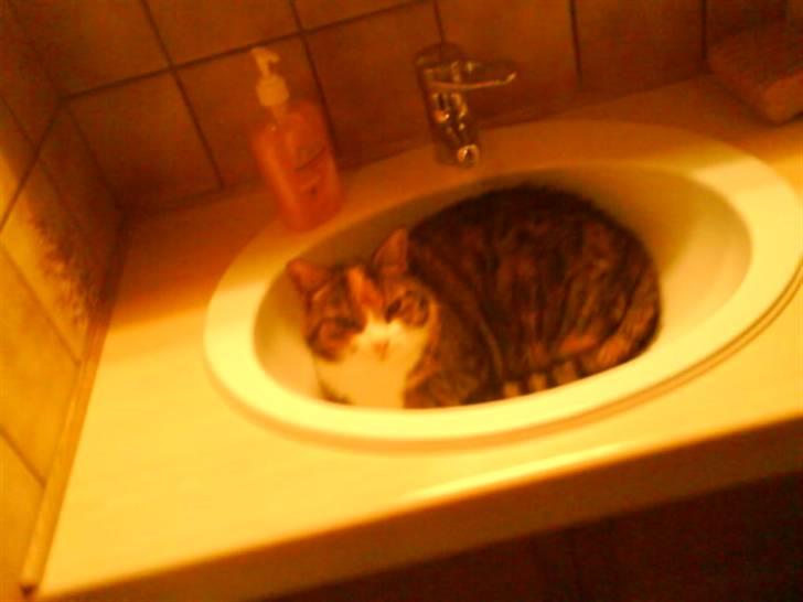 Huskat Mille billede 14