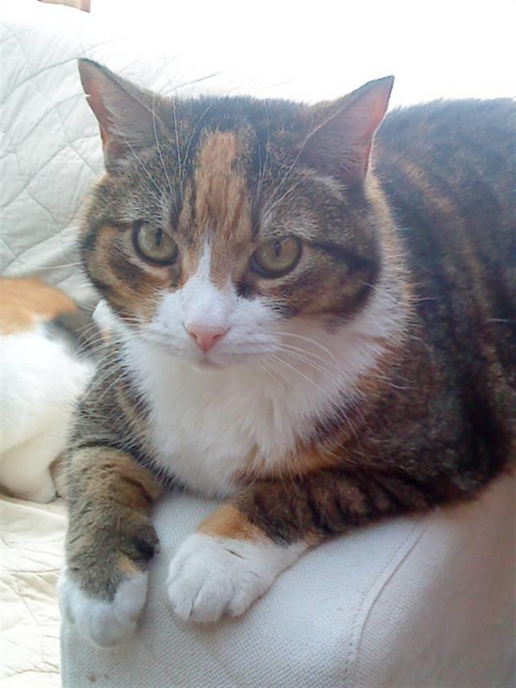 Huskat Mille billede 15