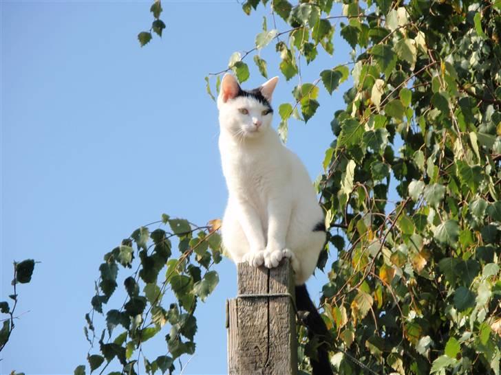 Huskat Frøken - det er så hygge at læse med far<33 billede 1