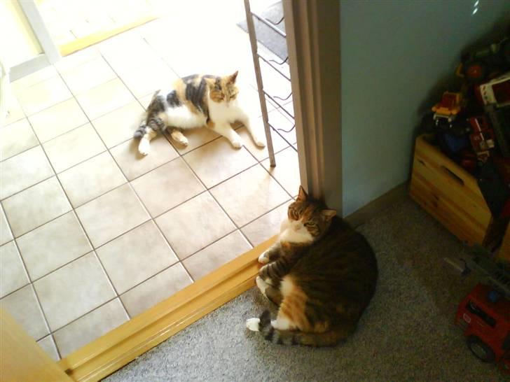 Huskat Mille billede 16