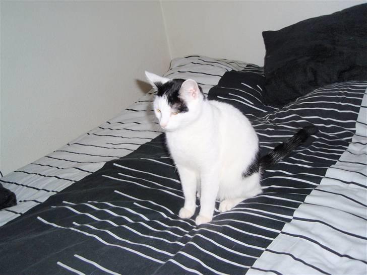 Huskat Frøken billede 2