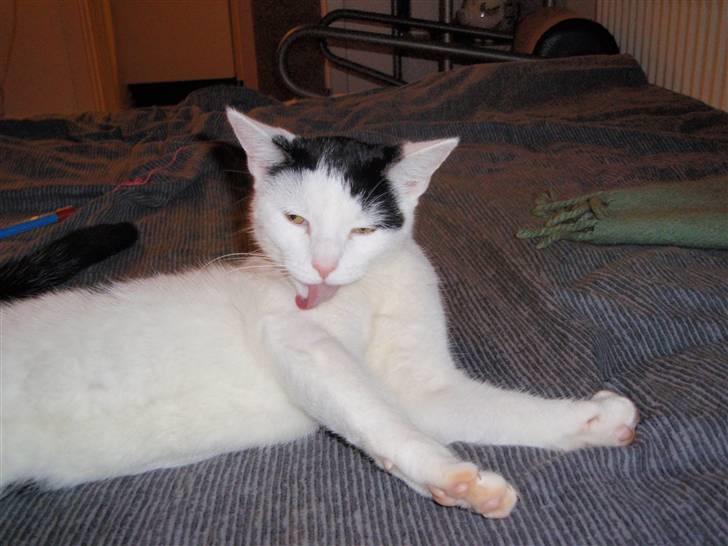 Huskat Frøken - meget kan man sige om hende , men der fangede jeg hende lige på kornet;D billede 3