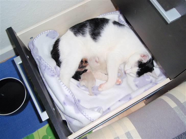 Huskat Frøken - her ligger min lille baby så som en nybagt mor, hun fødte den 19/4-09 kl 09.30, der kom 3 små søde killinger billede 4