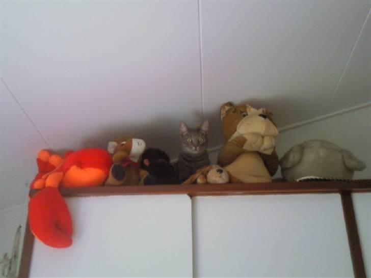 Blanding af racer Gizmo billede 14