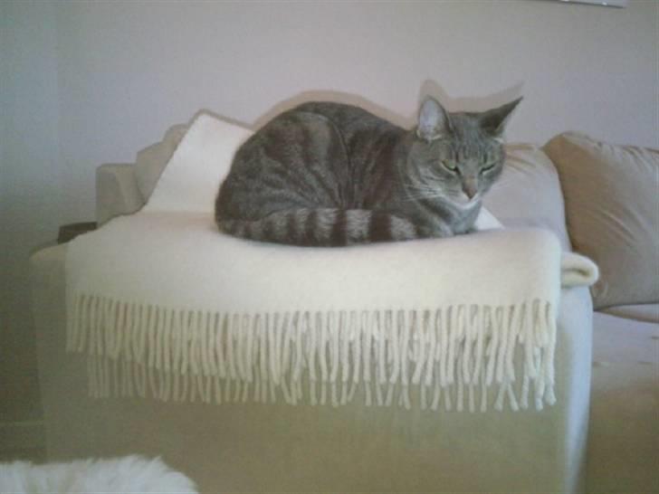 Blanding af racer Gizmo billede 16