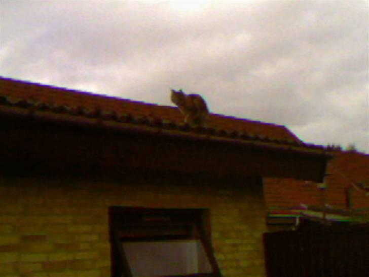 Maine Coon Freja billede 16