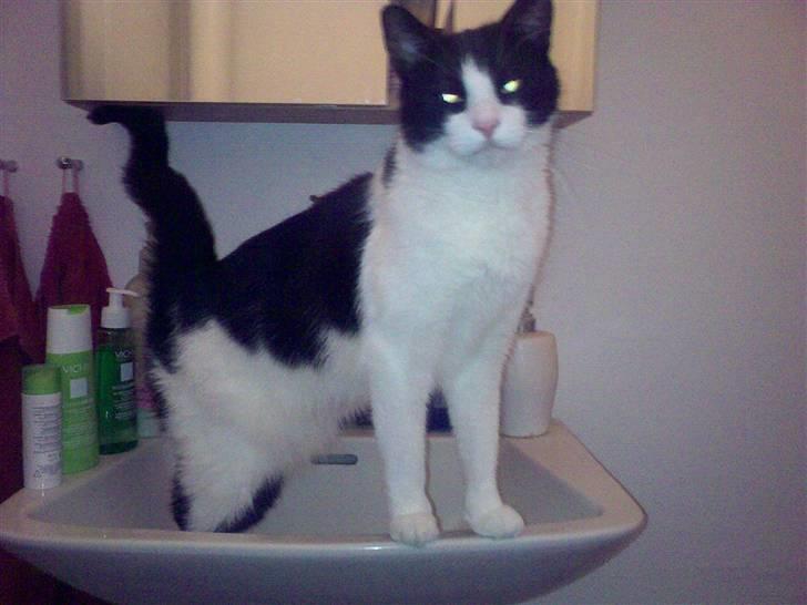 Huskat Albert - Se hvor fin jeg er;-) billede 1