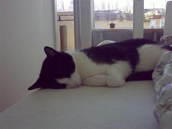 Huskat Albert billede 2