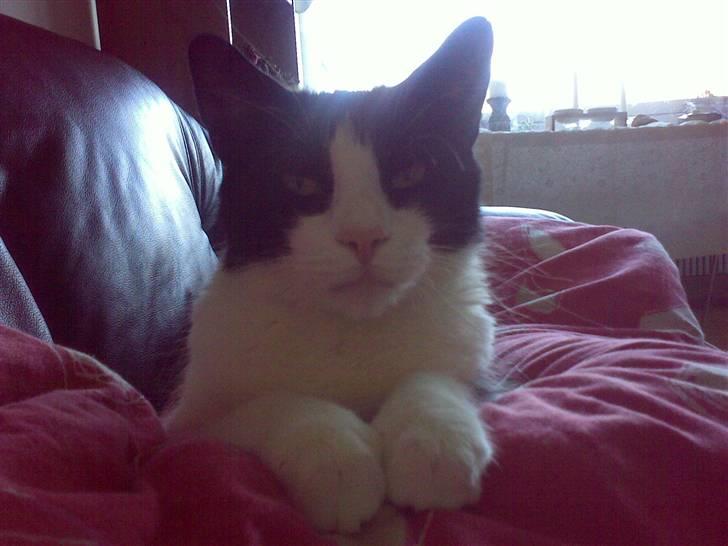 Huskat Albert billede 3