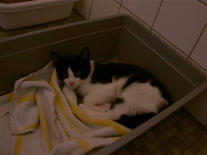 Huskat Albert - Det her billedet er taget den dag jeg hentede ham. Her er vi netop kommet hjem og han ligger i sin transportkasse ude i badeværelset og vænner sig til de nye omgivelser billede 4