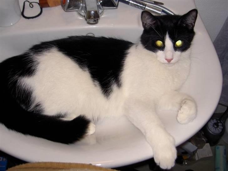 Huskat Albert - Det ser bare så kært ud, når han ligger der i håndvasken og kigger;-) billede 5