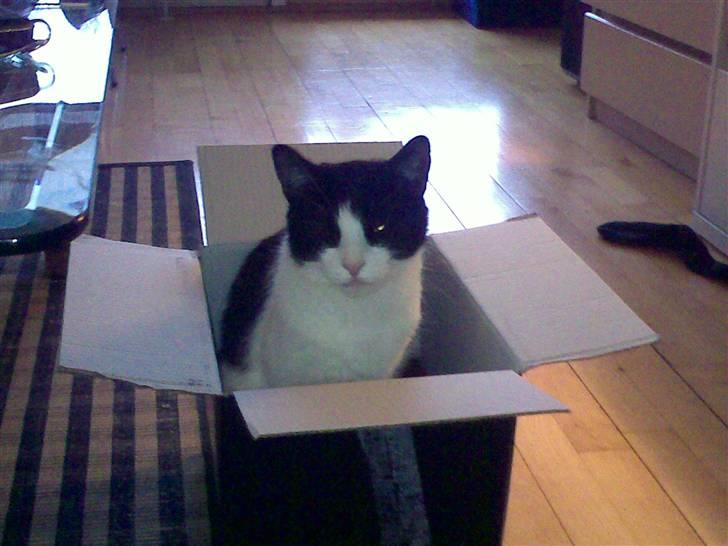 Huskat Albert billede 6