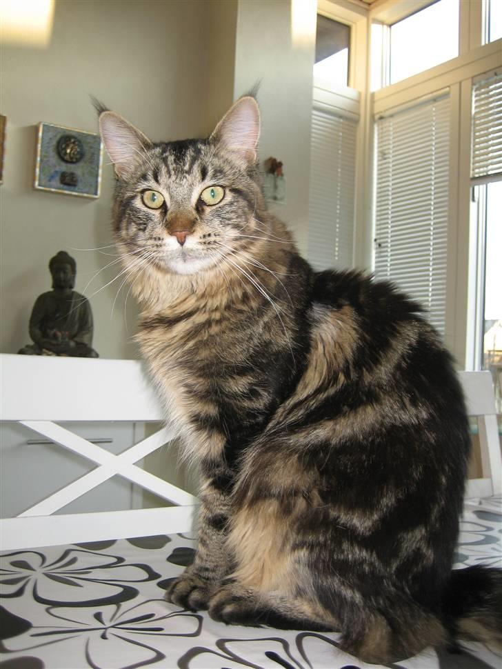 Maine Coon balbooms angelo billede 18