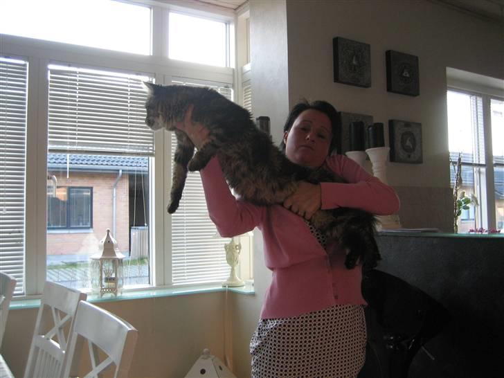 Maine Coon balbooms angelo billede 19