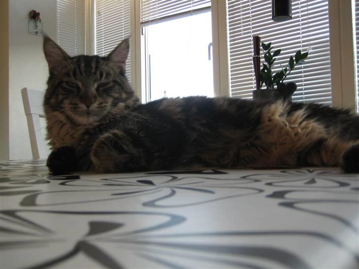 Maine Coon balbooms angelo billede 20