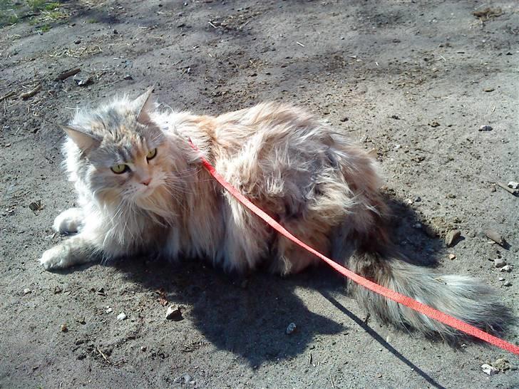 Maine Coon DK Udklittens Cindy - pivsen kom lige en tur med ud :) billede 16