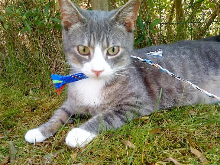 Blanding af racer Sofus - R.I.P billede 1