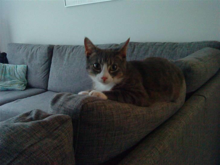 Blanding af racer Sofus - R.I.P billede 2