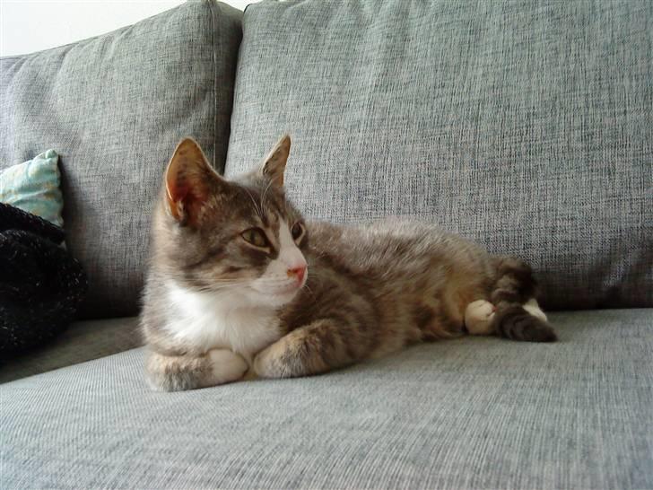 Blanding af racer Sofus - R.I.P billede 3