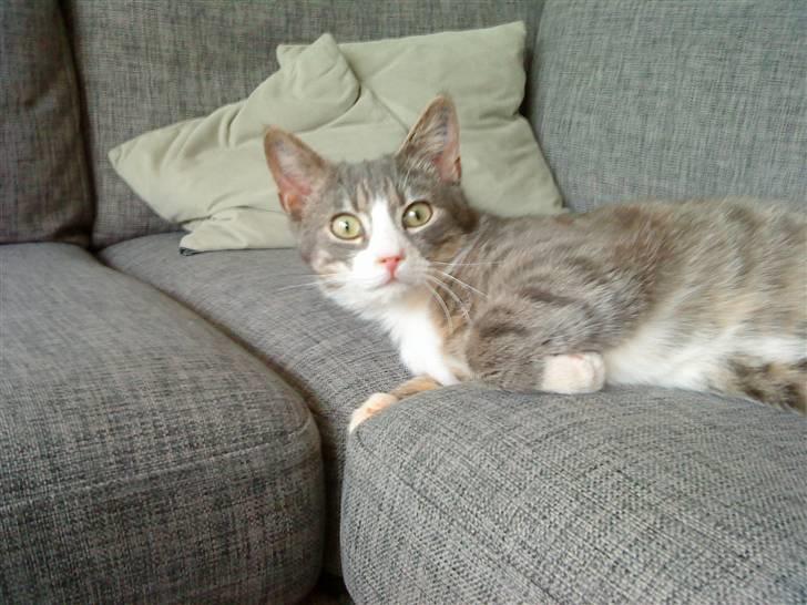 Blanding af racer Sofus - R.I.P - Hov hvad er det for en mærkelig kasse med lyd? (fjernsyn) billede 4