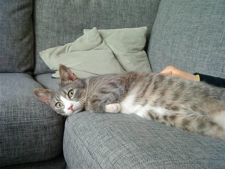 Blanding af racer Sofus - R.I.P billede 5