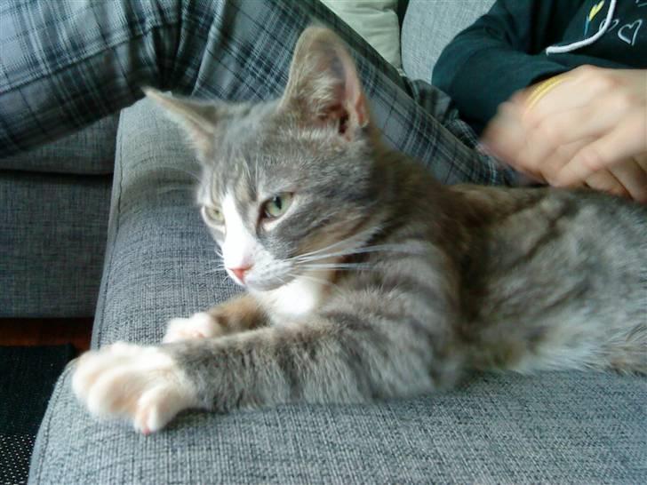 Blanding af racer Sofus - R.I.P billede 6