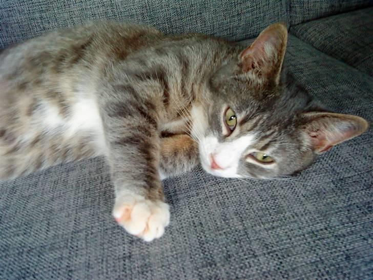 Blanding af racer Sofus - R.I.P billede 7