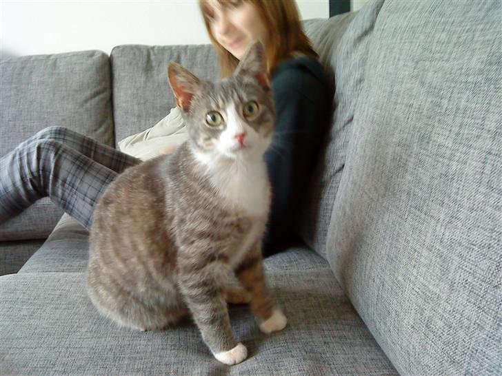 Blanding af racer Sofus - R.I.P billede 8