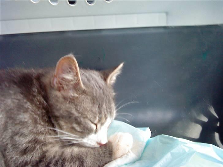 Blanding af racer Sofus - R.I.P - En meget træt og lidt forvirret kat på vej til sit nye hjem<3 billede 9