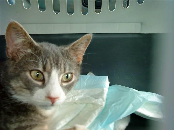 Blanding af racer Sofus - R.I.P - Lige hentet ham, fra Ørsted kattehjem og nu på vej hjem<3 billede 10