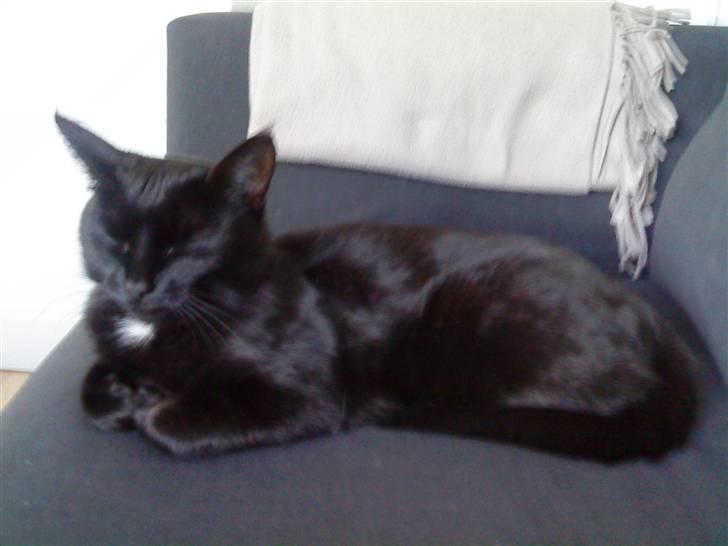 Blanding af racer Porche billede 1