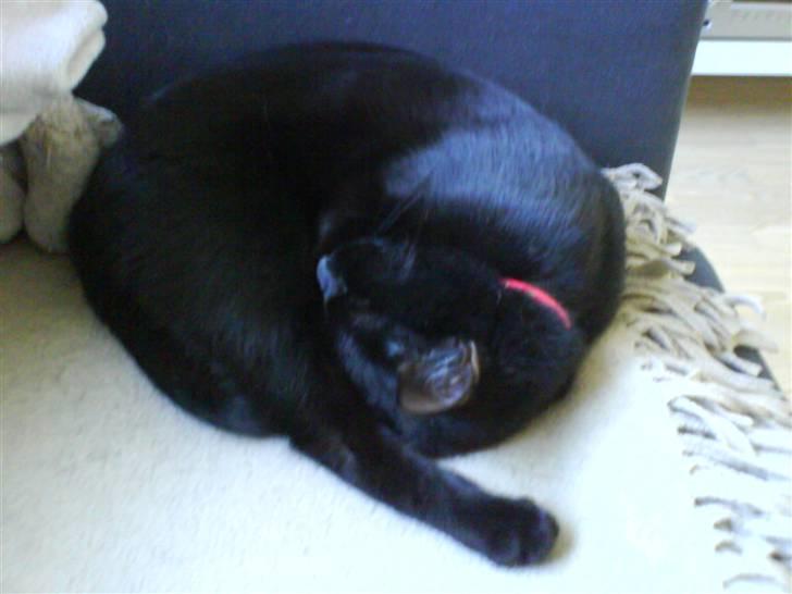 Blanding af racer Porche - Krøllet sammen som en frikadelle billede 2