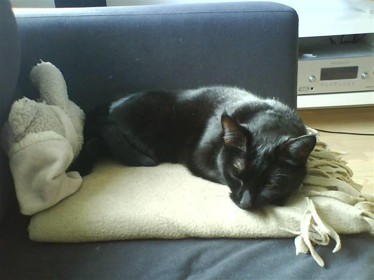 Blanding af racer Porche billede 3