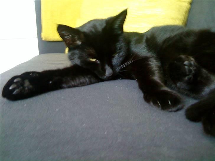 Blanding af racer Porche - I see you :-) billede 4