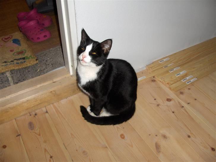 Huskat Gizmo billede 1