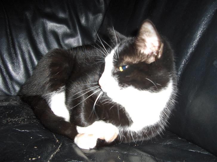 Huskat Gizmo billede 3