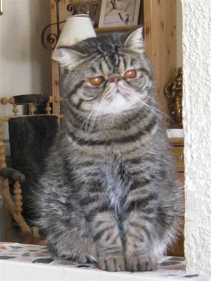 Exotic Sofus *18.09.2006 - 31.10.2012* billede 11