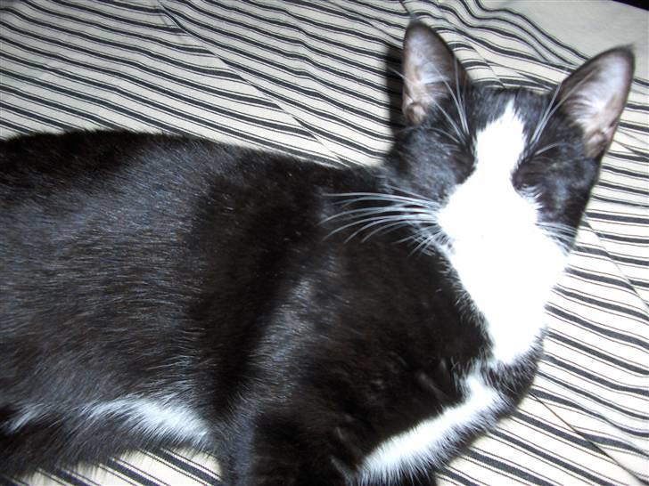 Huskat Gizmo billede 4