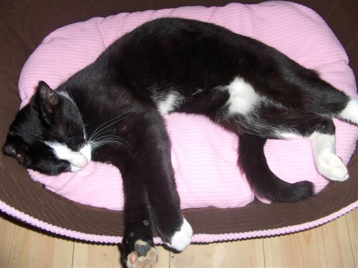 Huskat Gizmo billede 5